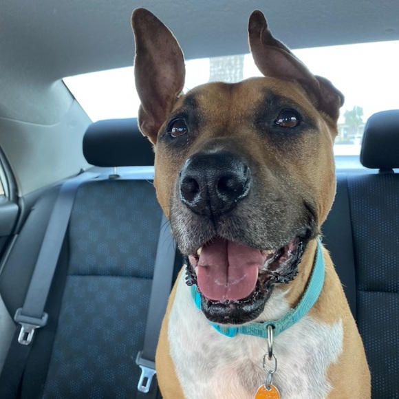 Meet your Posher, Christa - Picture 7 of 11